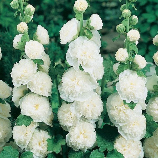 Piante & sementi: 50 Samen Stockrose CHATER'S WHITE – Nuovo (secondo la descrizione) da Ehrendingen venduto da VerveinaSamen 2