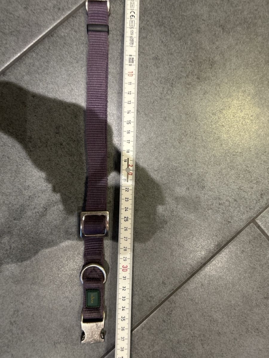 Guinzagli & Collari: Hunter  Halsband, violett Grösse M – Usato da Mühledorf SO venduto da Dania77 4