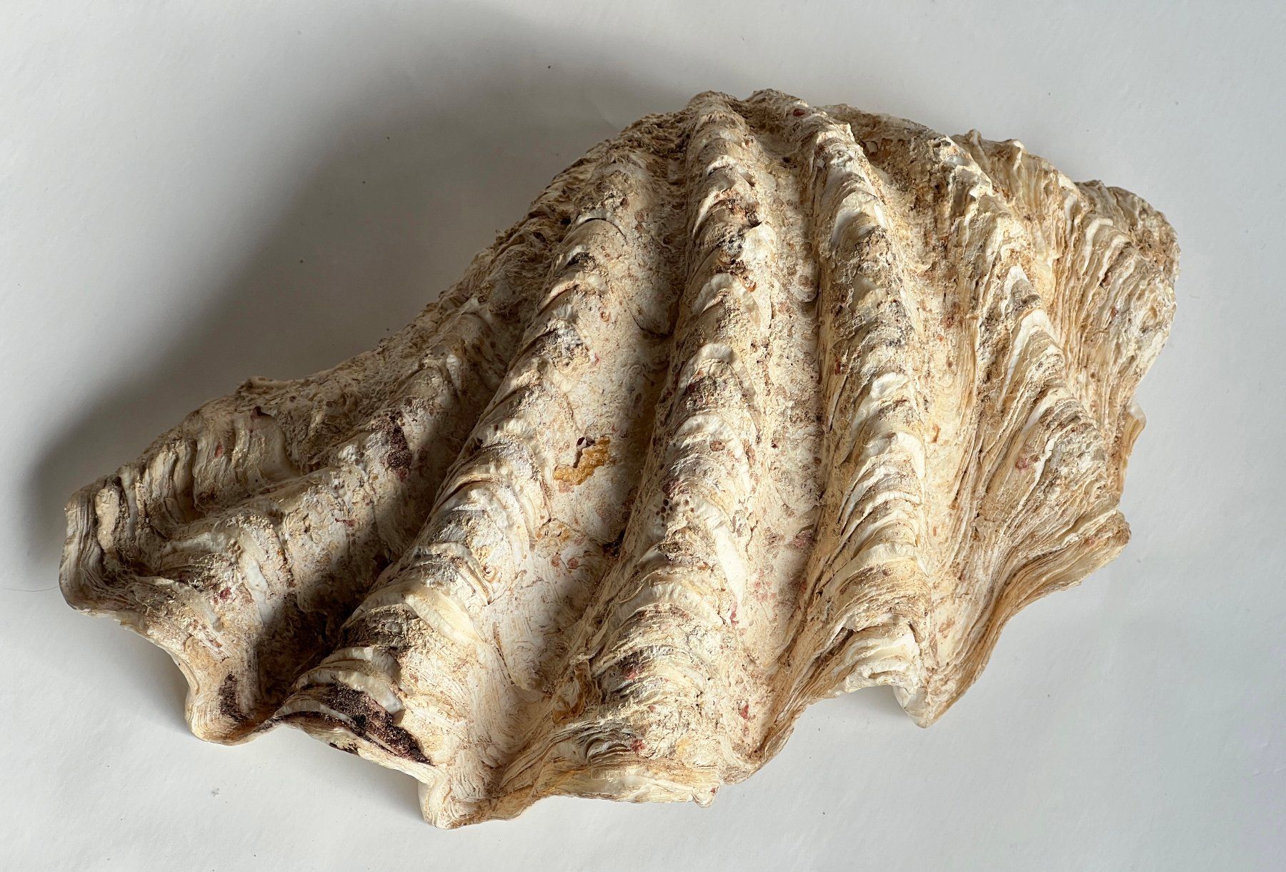 Tutte le decorazioni: Grosse natürliche Muschelschale***** – Usato da Dübendorf venduto da Smisbox 4