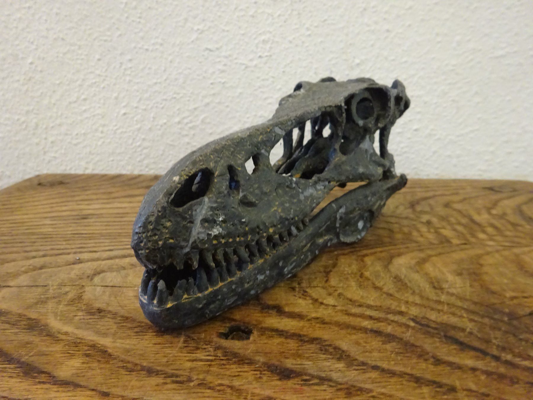 Fossili: Skulptur Schädel Saurier – Usato da Esslingen venduto da eintagammeer 3