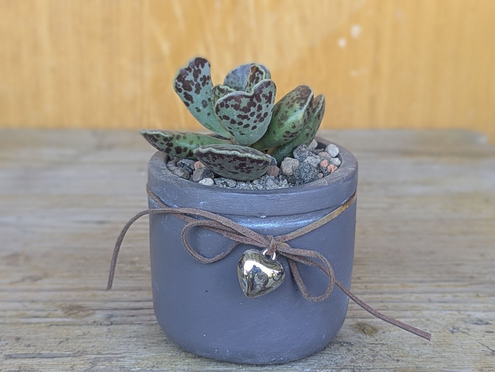 Piante & sementi: Adromischus cooperi  – Usato da Comano venduto da che_8lc2 2