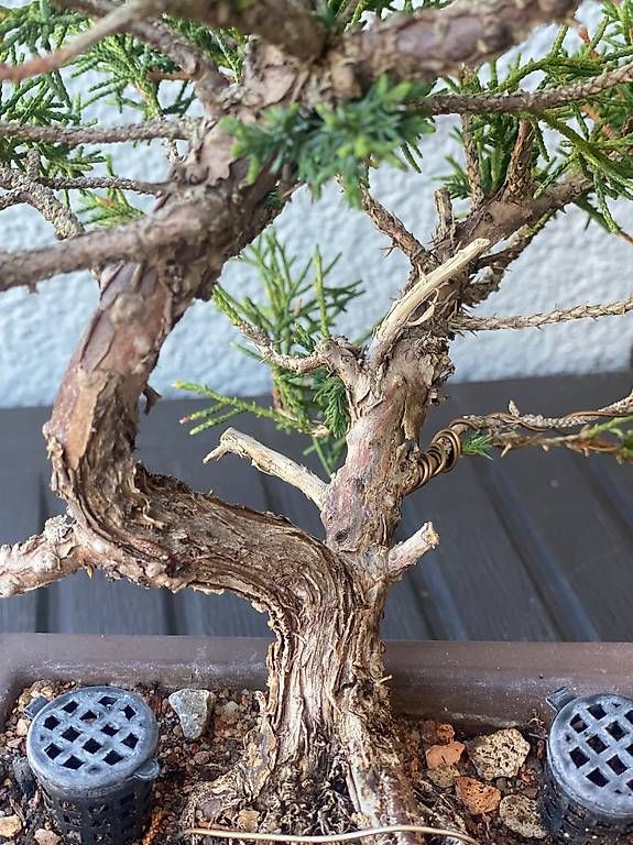 Pflanzen & Samen: Bonsai Wacholder – Gebraucht aus Aarau Rohr von Sergiomendez 4