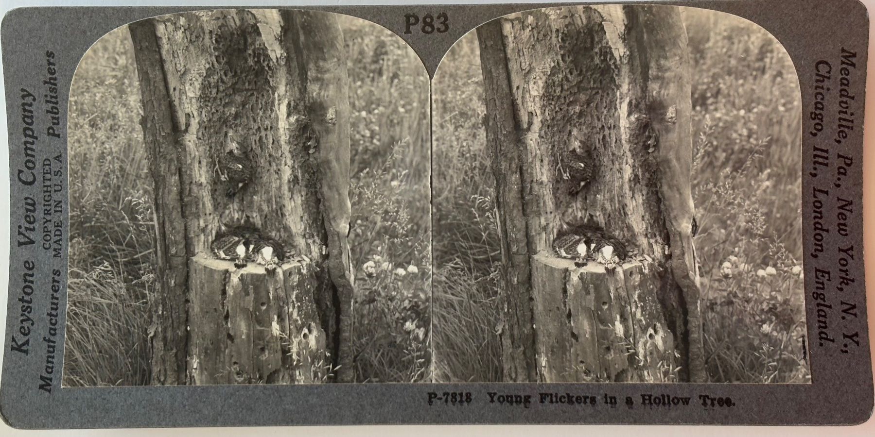 Ansichtskarten: Stereofoto, Young Flickers, USA – Gebraucht aus Frauenfeld von Merk52