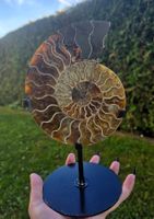 ✨🐚 Ammonit auf Stand in warmen Brauntönen 🐚✨