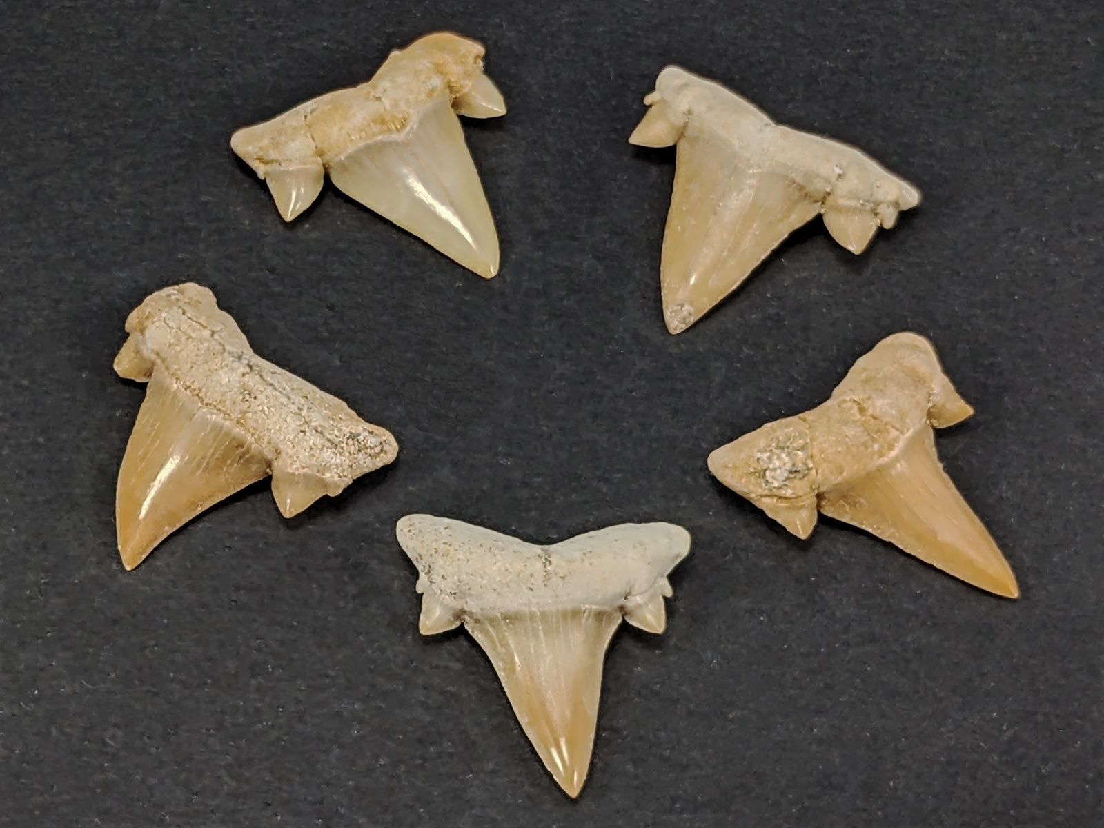 Minerali & Pietre curative: Haifischzahn (fossiliert) ca.2cm 5Stk. – Nuovo e nell'imballaggio originale da Meilen venduto da StoneGarden