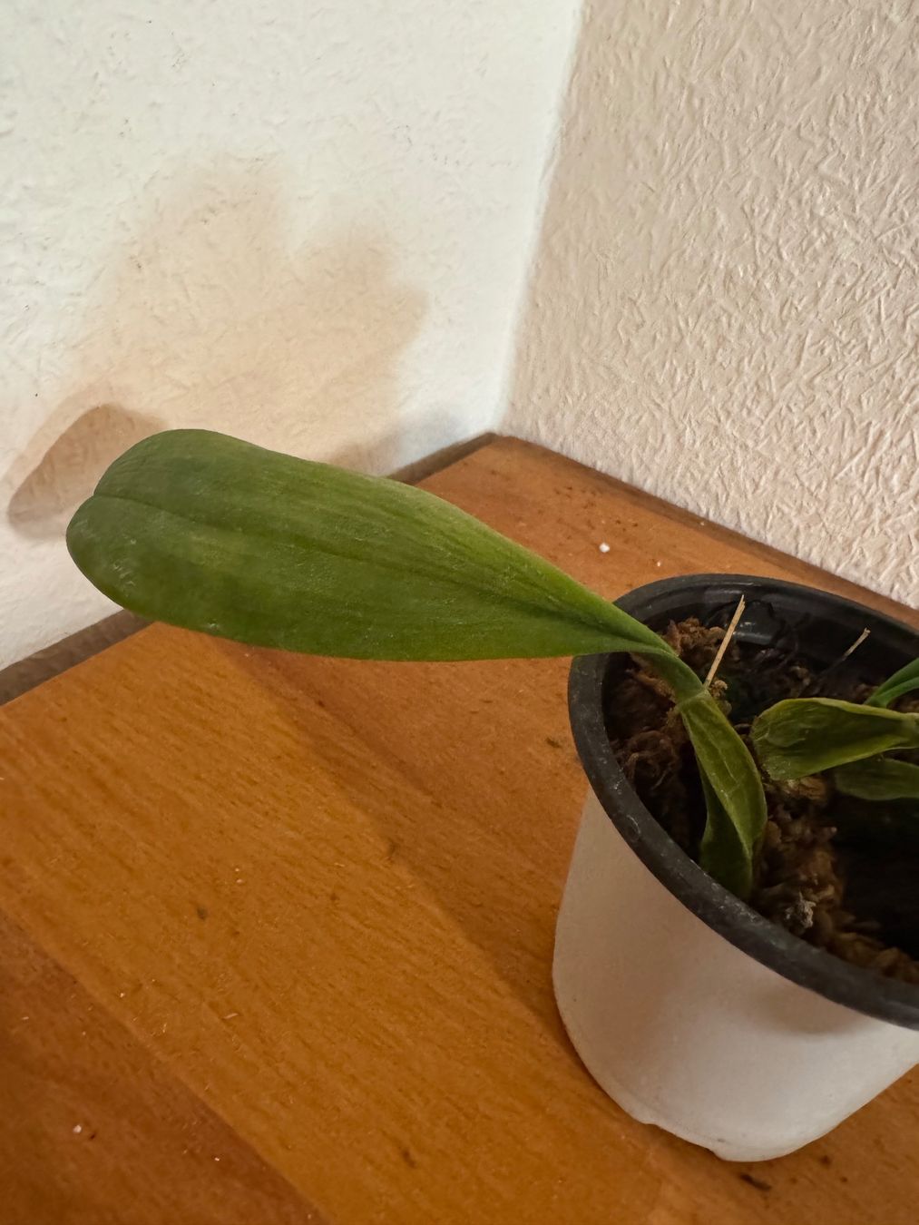 Plantes & graines: Bulbophyllum grandiflorum – D'occasion à Männedorf par mrclst 4