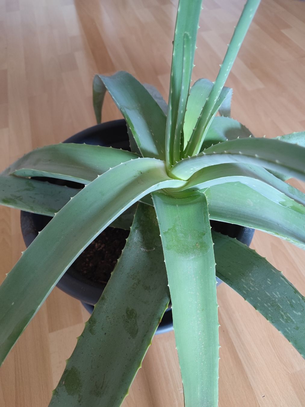 Pflanzen & Samen: Grosse Aloe Vera Pflanze 130cm – Neu (gemäss Beschreibung) aus Hefenhofen von jap.car