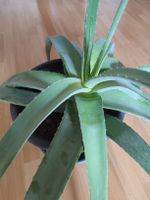 Grosse Aloe Vera Pflanze 130cm
