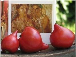 Tomates téton de venus rouge RARE TOMATE