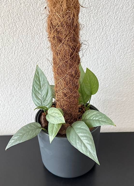 Piante & sementi: Epipremnum Cebu Blue, anthrazit Topf, 80cm – Usato da Aadorf venduto da Arkabraa 2