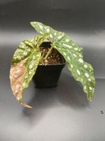 Begonia Maculata Pink Variegata (1-1-1)