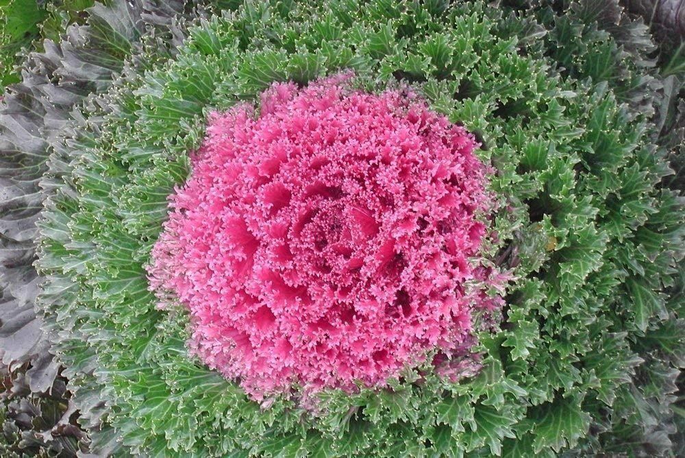Piante & sementi: 15 Samen Ornamentalkohl Pink Kamome – Nuovo (secondo la descrizione) da Ehrendingen venduto da VerveinaSamen 3