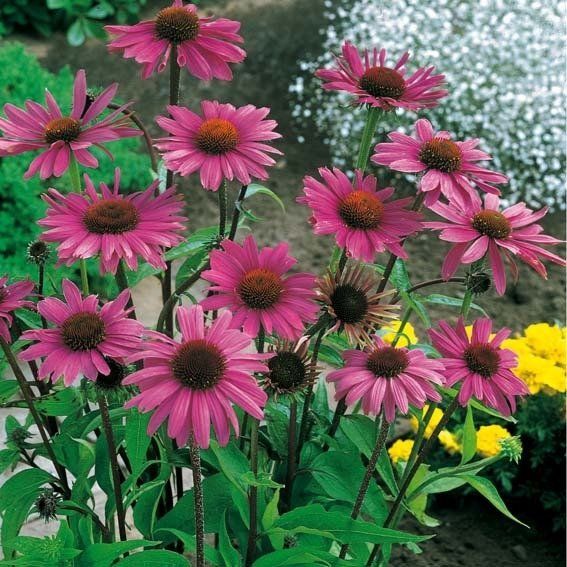 Piante & sementi: Sonnenhutsamen - Echinacea  10 Stück – Nuovo e nell'imballaggio originale da Ibach venduto da fantasyfashion