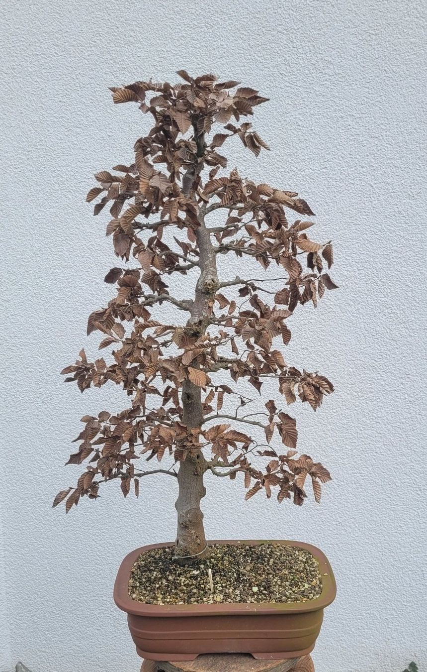 Piante & sementi: Hainbuche Bonsai – Nuovo (secondo la descrizione) da Fehraltorf venduto da 100_Konzert 4