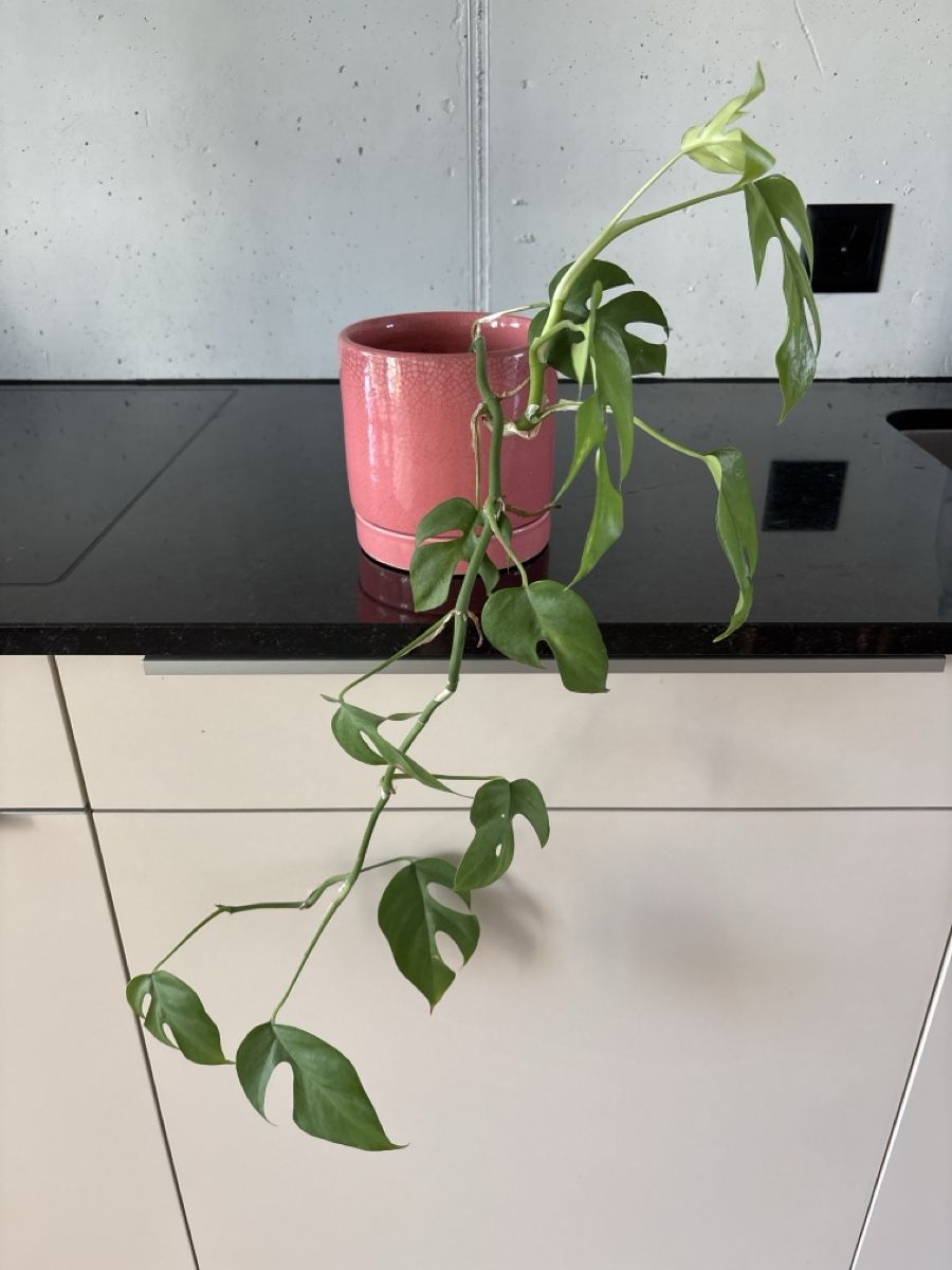 Piante & sementi: Mini Monstera (Rhaphidophora tetrasperma) – Usato da Dübendorf venduto da Blausmarties 2