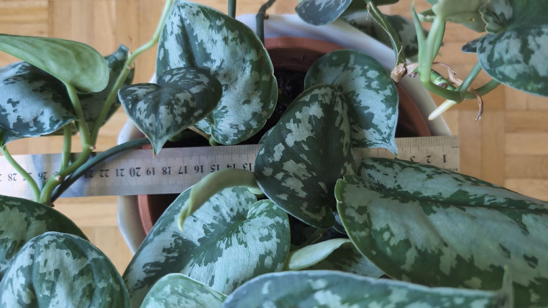 Plantes & graines: Satin Pothos – D'occasion à Wallisellen par ali_x62p 4