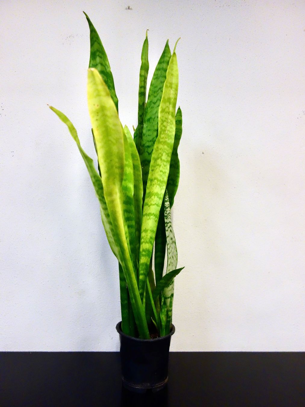 Piante & sementi: Bogenhanf Sansevieria Trifasciata – Nuovo (secondo la descrizione) da Kerzers venduto da zimmergruener 1