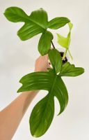 🔥Philodendron Florida Ghost