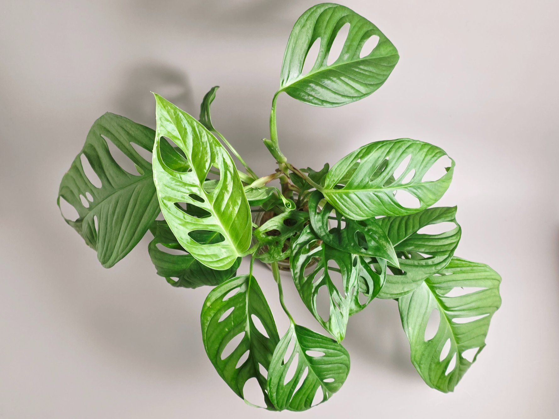 Pflanzen & Samen: Monstera adansonii / Monkey Leaf Steckling – Neu (gemäss Beschreibung) aus Gerolfingen von Azora 1