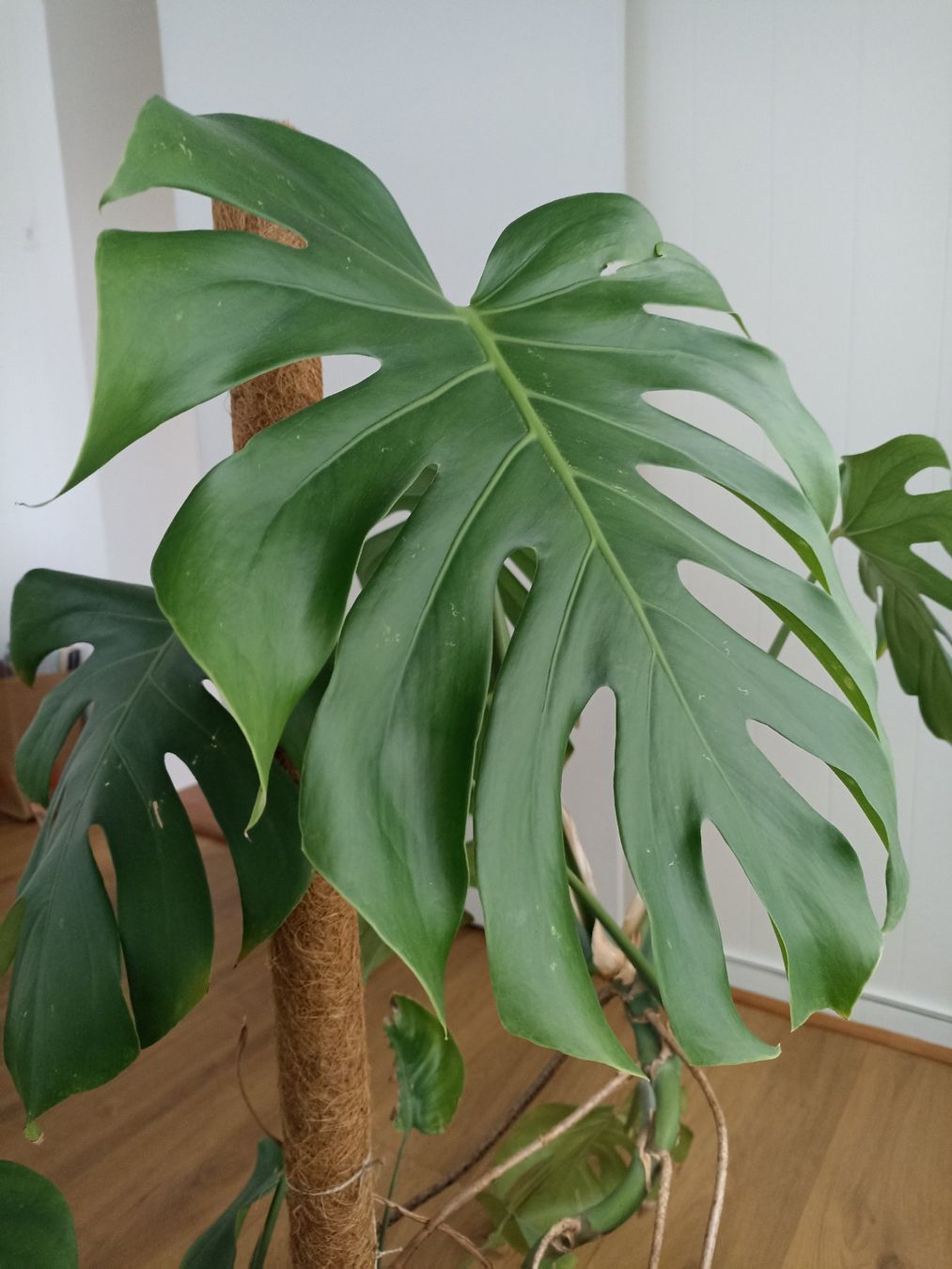 Pflanzen & Samen: Plante Monstera deliciosa – Gebraucht aus Renens VD von tasarte 1
