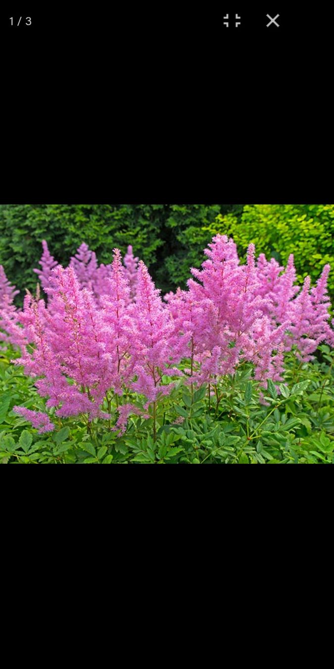 Pflanzen & Samen: Astilbe – Gebraucht aus Zug von SirGoldFish 1