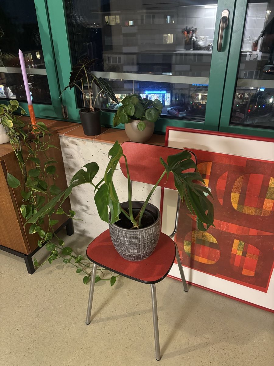 Pflanzen & Samen: Monstera – Gebraucht aus Zürich von .Jiji. 2