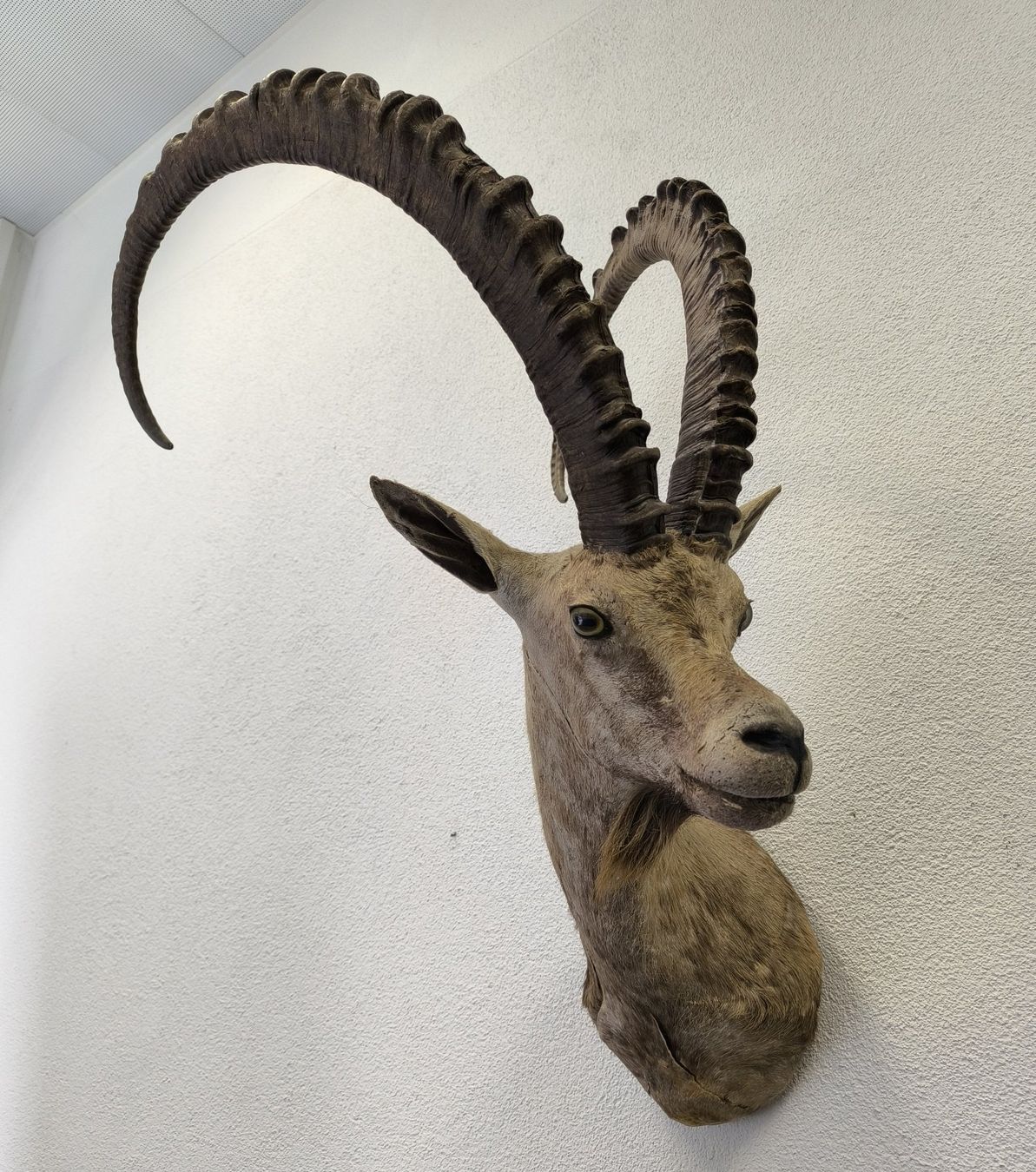 Il mondo degli animali: Steinbock Trophäe – Usato da Rüti ZH venduto da Restwert_Rueti_ZH 1