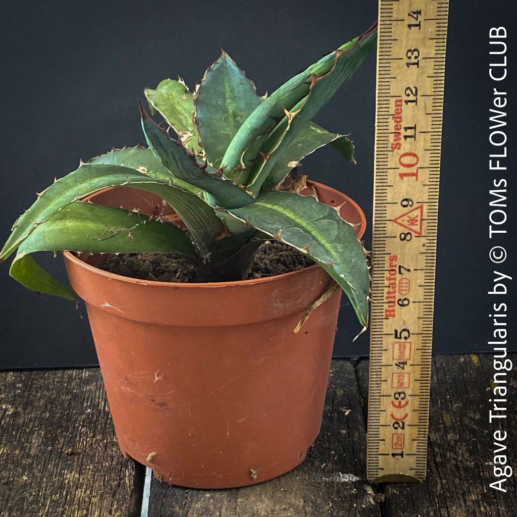 Piante & sementi: Agave Triangularis - top robust & Sonne liebend – Nuovo e nell'imballaggio originale da Adliswil venduto da asTOMas963 1