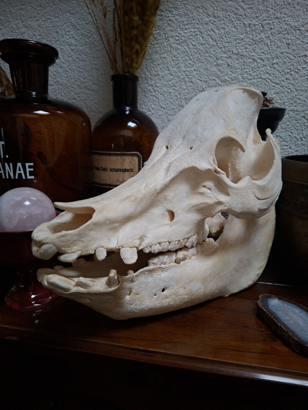 Il mondo degli animali: schädel eines Schweins 31 × 28cm – Usato da Brienz BE venduto da Zwiback20