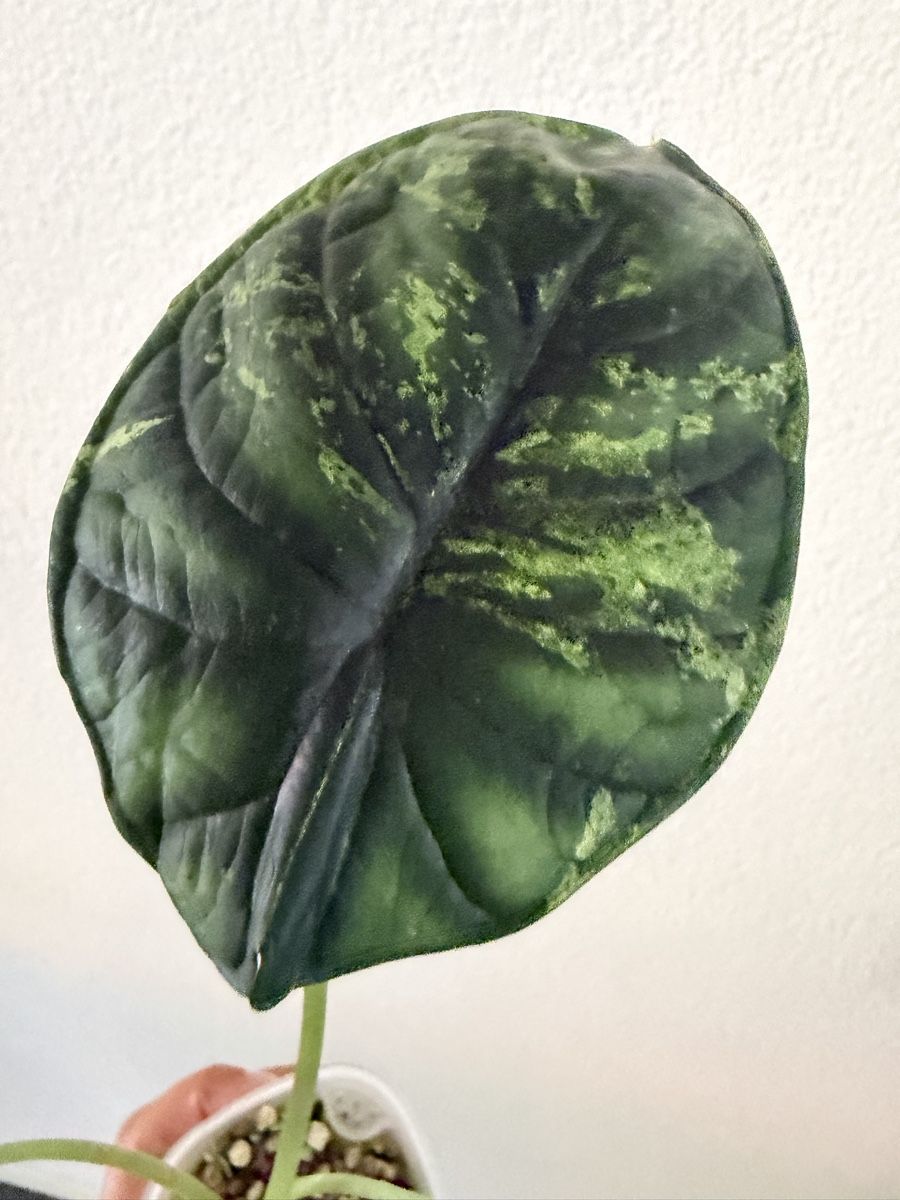 Piante & sementi: Alocasia Dragon Scale Mint im SB-Topf – Usato da Ostermundigen venduto da summy73 3