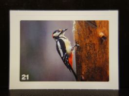 MIGROS MANIA Nature Detectives Nr. 21