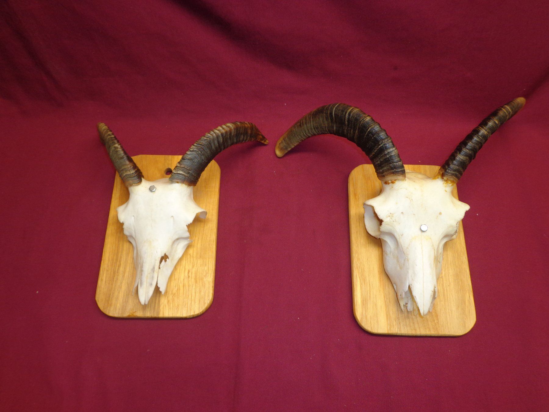 Il mondo degli animali: Widder, Geweihe, Trophäe, Horn, Dekoration, Jagd, Geissen. – Usato da Andeer venduto da Baerenburger