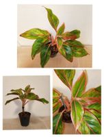 Aglaonema