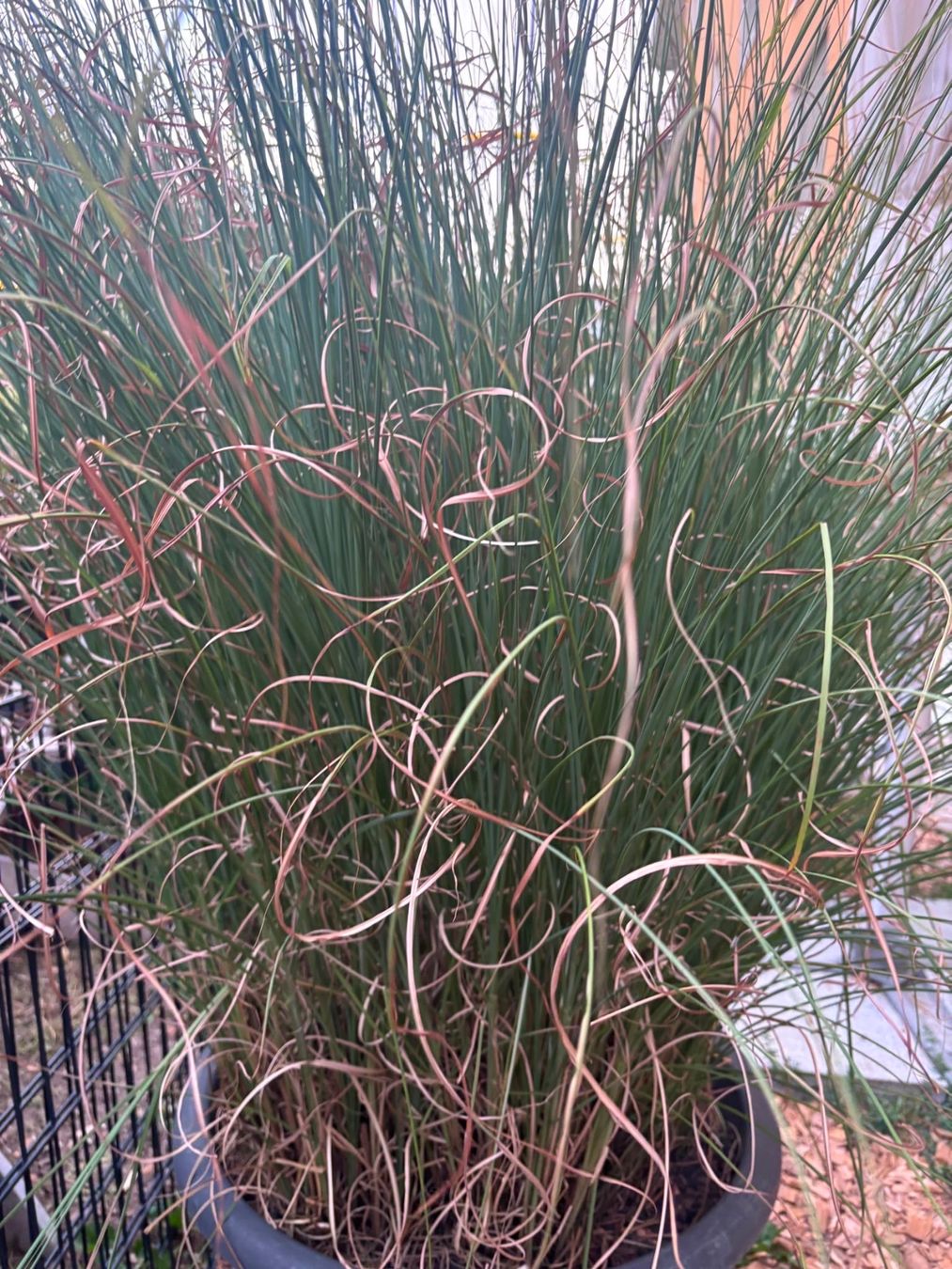 Piante & sementi: Grosses Gras/Chinaschilf (Miscanthus sin. 'Gracillimus') – Usato da Menziken venduto da GareDuNord 1