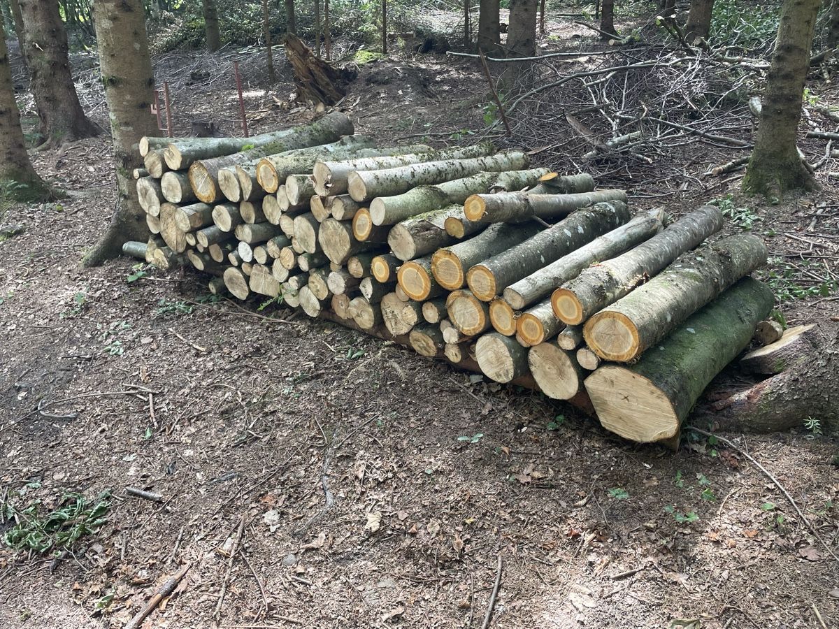 Holzartikel: Brennholz – Gebraucht aus Birrwil von Memme0 1