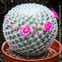 Mammillaria Klissingiana - Blühfreudiger Sammler-Kaktus