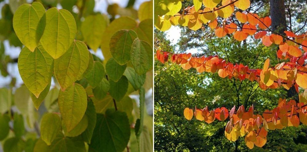bambus fargesia ableger Nicht-ausluferbildender Bambus 'Campbell' - Fargesia robusta Campbell