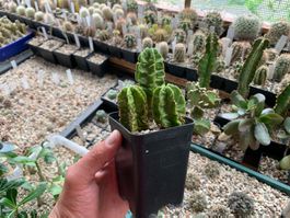 Echinocereus viereckii ssp. morricalii