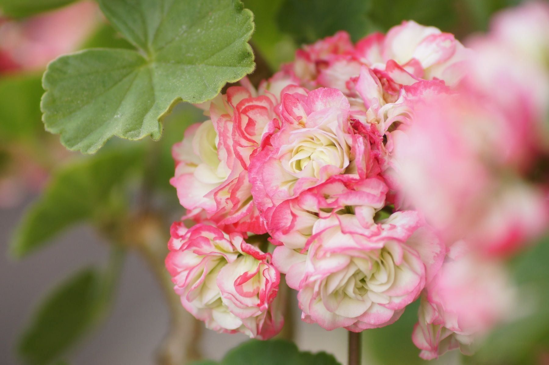 Piante & sementi: Geranien Appelblooms – Usato da seon venduto da Agnom 2