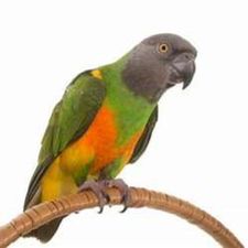 Profile image of Senegal