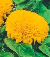 15 SAMEN Zwerg Sonnenblume “GOLDEN SUN” Tournesol‪