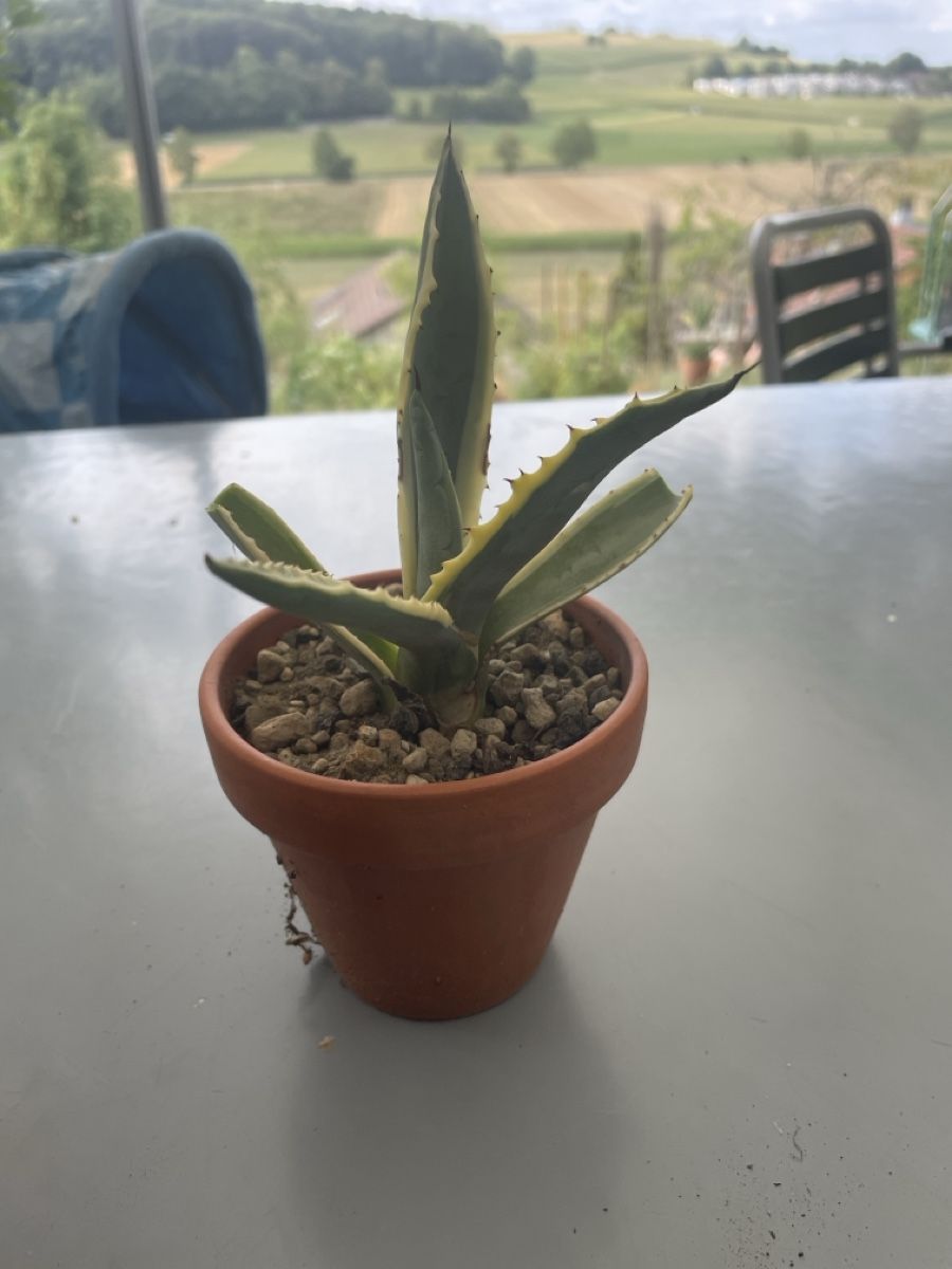 Pflanzen & Samen: Agave Americana – Gebraucht aus Ersigen von daniel0236
