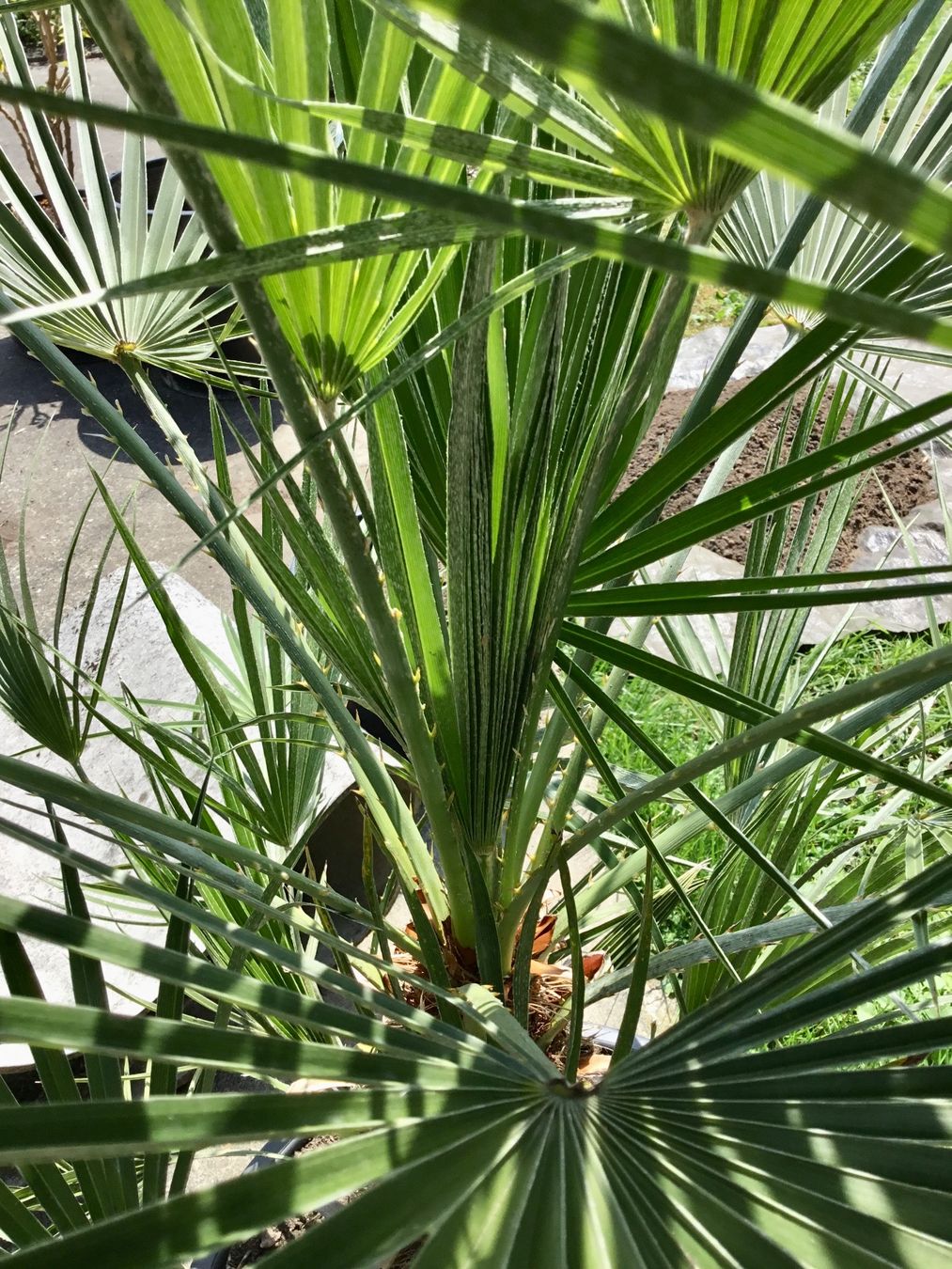 Piante & sementi: Original Sizilien Zwerg-Palme – Nuovo (secondo la descrizione) da Eggersriet venduto da Wiese61 5
