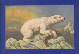 OURS POLAIRE // voir dos //