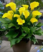 1 Rhizom der erwachsenen Zantedeschia " "CAPTAIN SOLO"