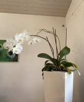 Grosse Orchidee Phalaenopsis weiss, blühend, ca. 76 cm