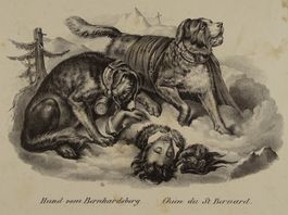 BERNHARDINER, LITHOGRAPHIE 1840