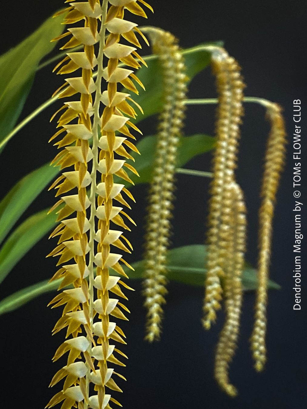 Piante & sementi: Dendrobium Magnum Orchidee - Duft und Blüte einfach WOW – Nuovo e nell'imballaggio originale da Adliswil venduto da asTOMas963
