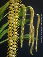 Dendrobium Magnum Orchidee - Duft und Blüte einfach WOW