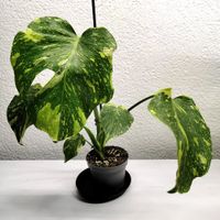 Monstera Deliciosa Electrolyte – Etabliert & Panaschiert